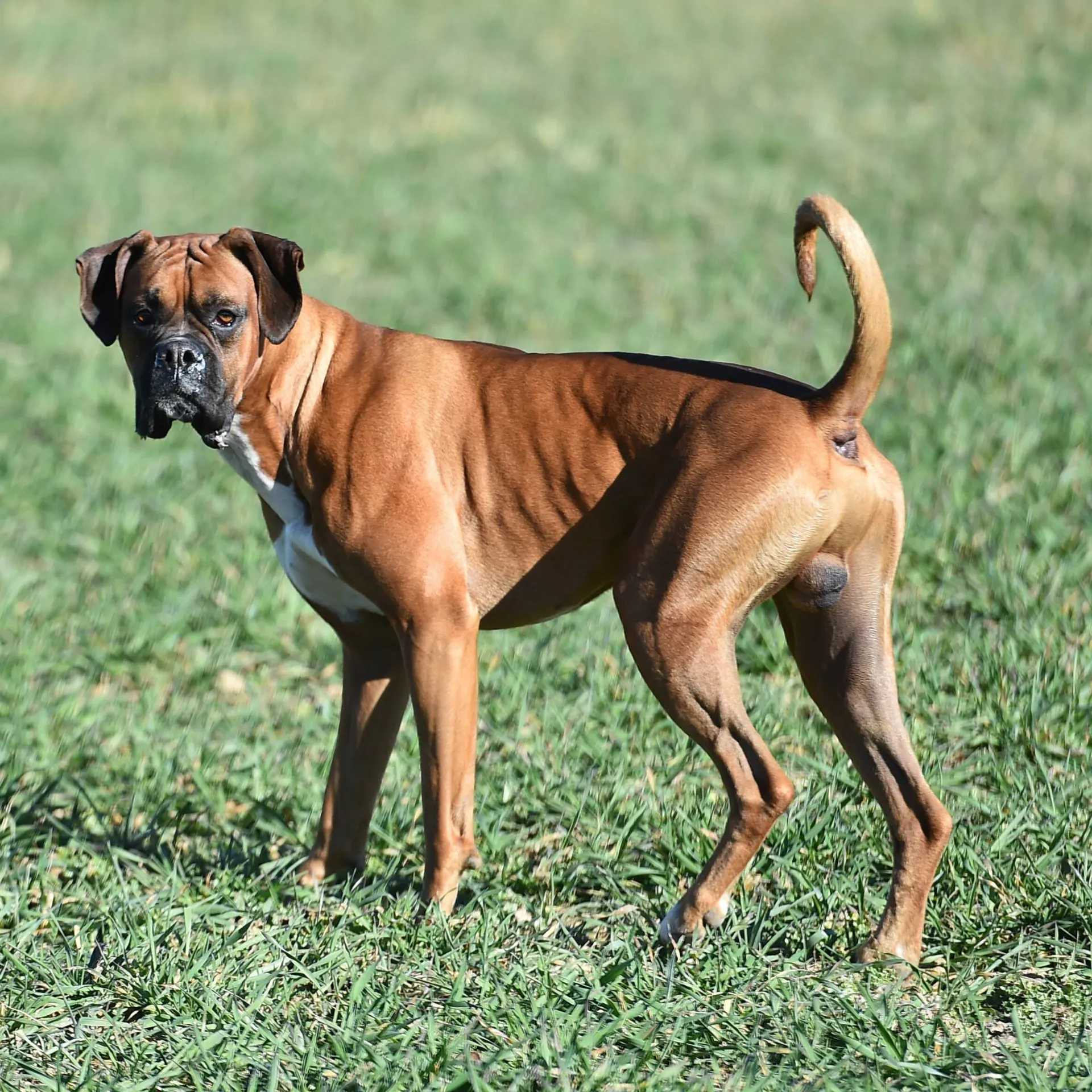 Boxer
