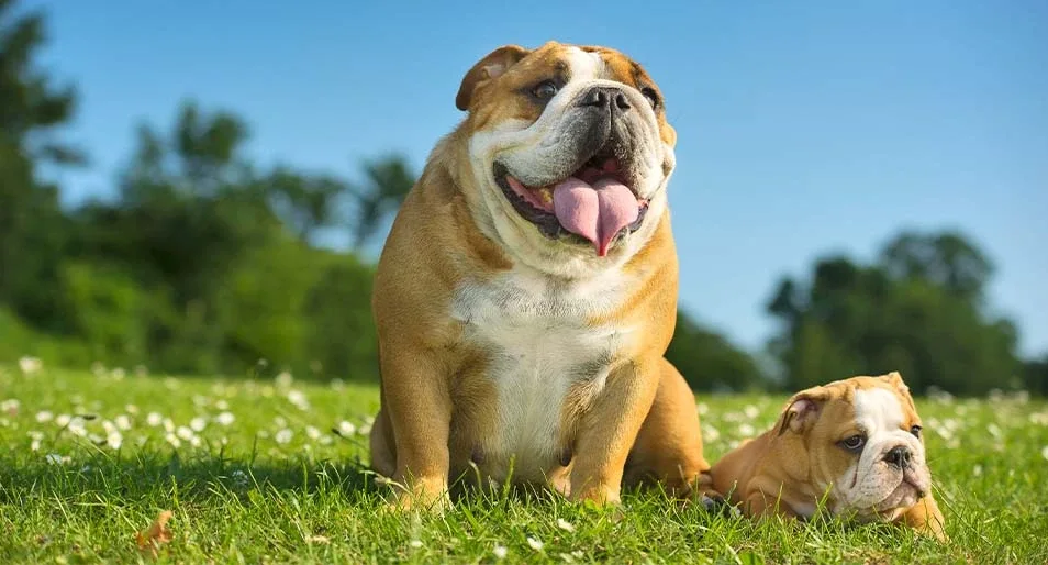 Bulldog (English)