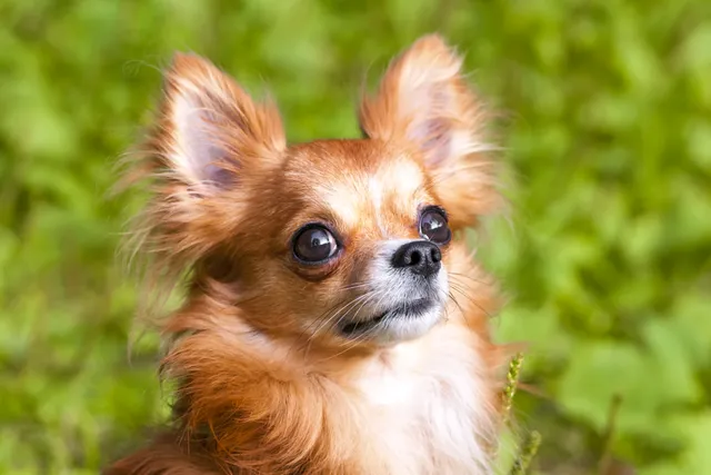 Chihuahua