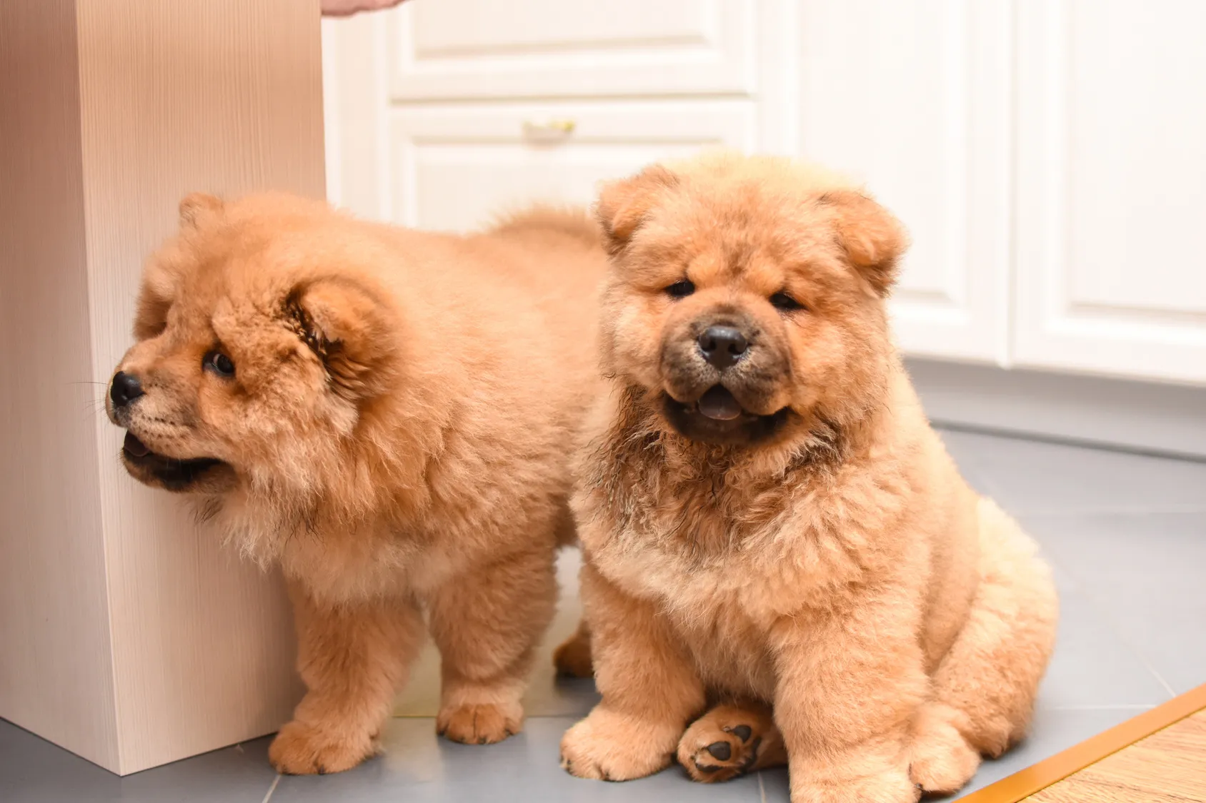 Chow Chow