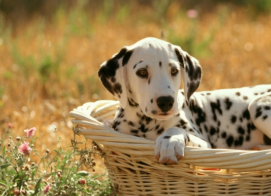 Dalmatian