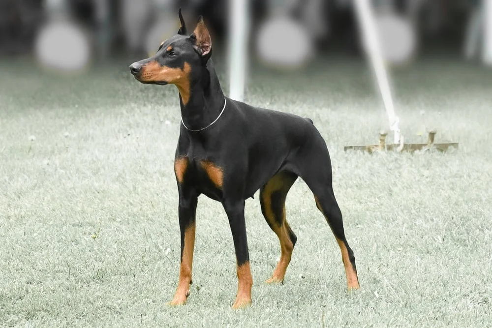 Doberman