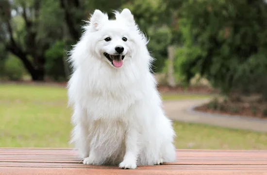 Indian Spitz