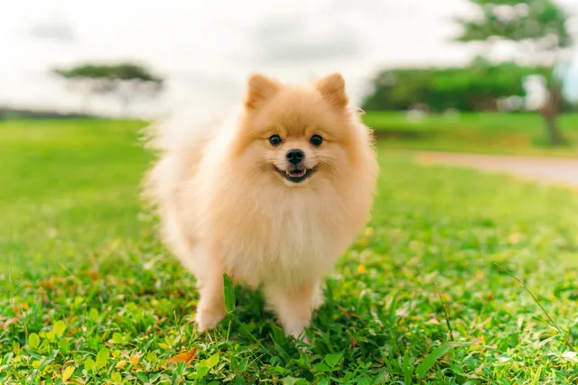 Pomeranian