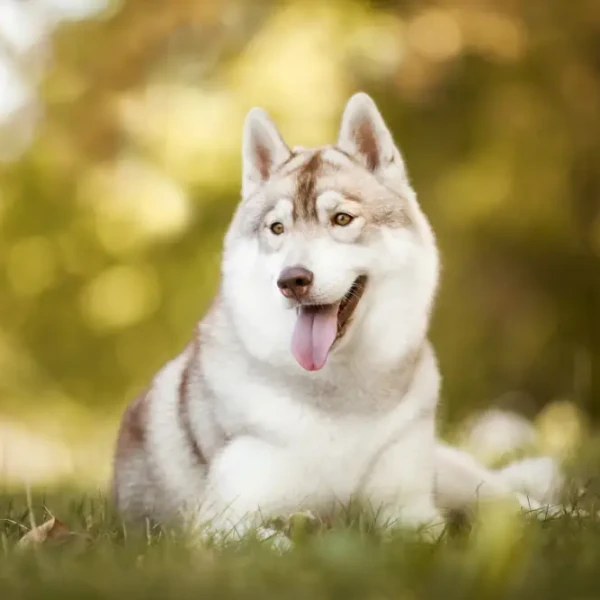 Siberian Husky