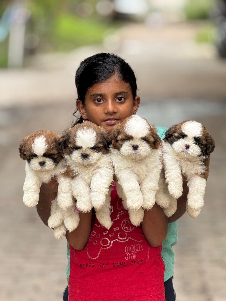 Shih Tzu