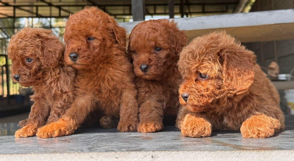 Toy Poodle