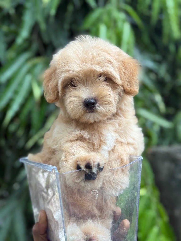 Maltipoo